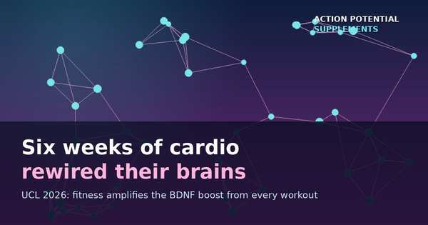AI-assisted illustration: Neural network visualization showing six weeks of cardio rewiring the brain, UCL 2026 BDNF study